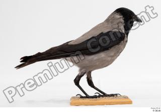 Carrion crow bird whole body 0003.jpg